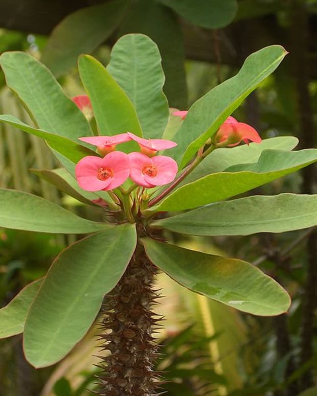 How to Grow Crown of Thorns From Cuttings - Dengarden - Home and Garden