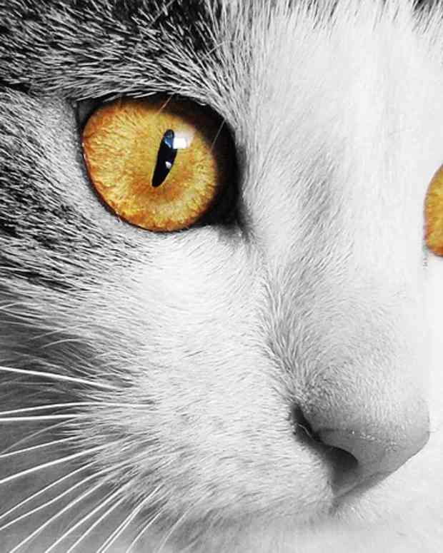 What Causes Cloudy Eyes in Cats? PetHelpful