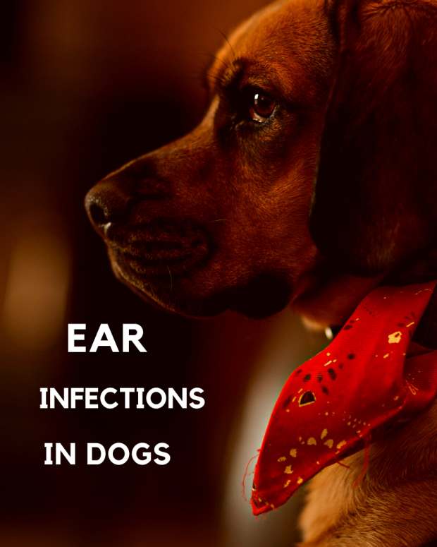 Hematoma Swollen Dog Ear Flap and How a Vet Will Treat It PetHelpful