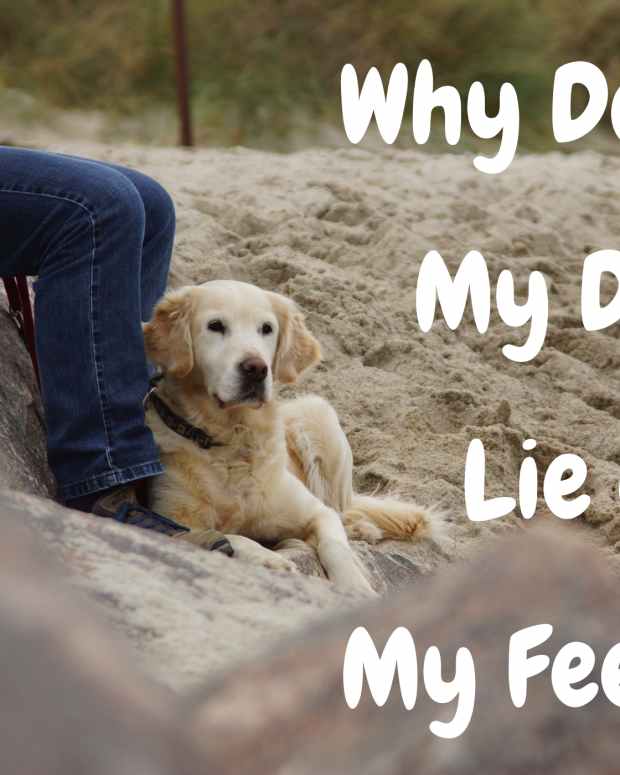 Why Is My Dog’s Head Bobbing? The Causes of Head Tremors in Dogs