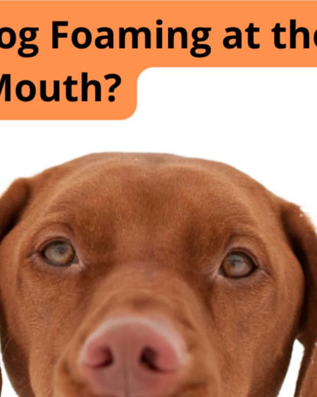 what-causes-foamy-urine-in-dogs
