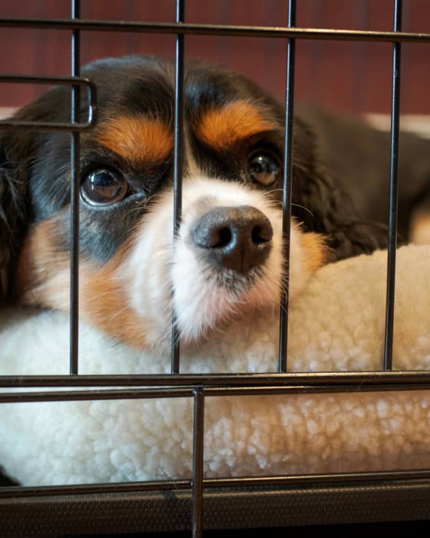 dog poops in crate and eats it