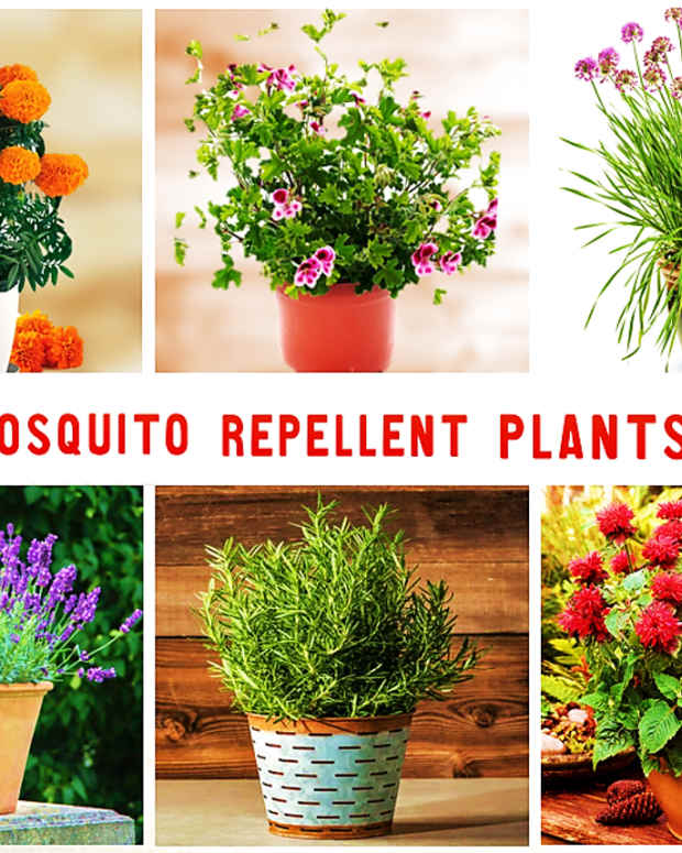 Growing Citrosa Geranium Is It Really a Mosquito Repellent Plant HubPages