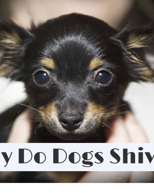 Medical Causes of Aggressive Behaviors in Dogs PetHelpful By fellow