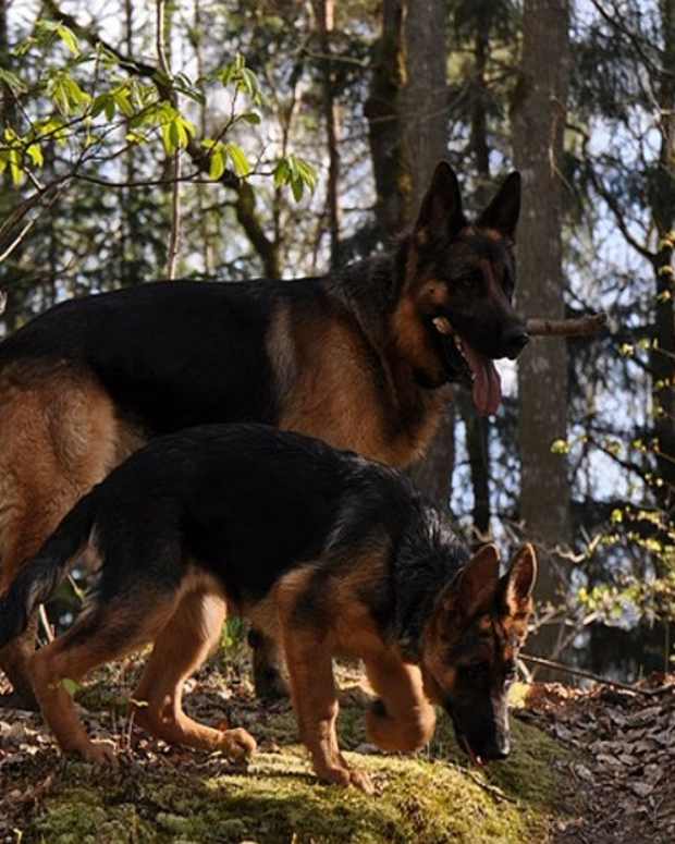 Types of German Shepherds A Guide to Dog Breed Variations PetHelpful