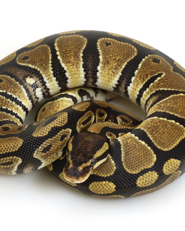 How to Set Up a Plastic Tub for Ball Pythons - PetHelpful - By fellow ...