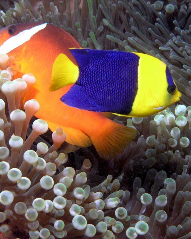 The Healing Power of Pet Fish - PetHelpful - By fellow animal lovers