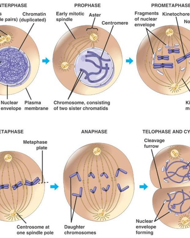Stages of the Cell Cycle Mitosis (Interphase and Prophase