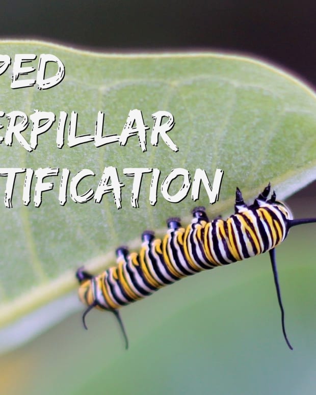 Caterpillar Identification Guide: 40 Species With Photos and ...