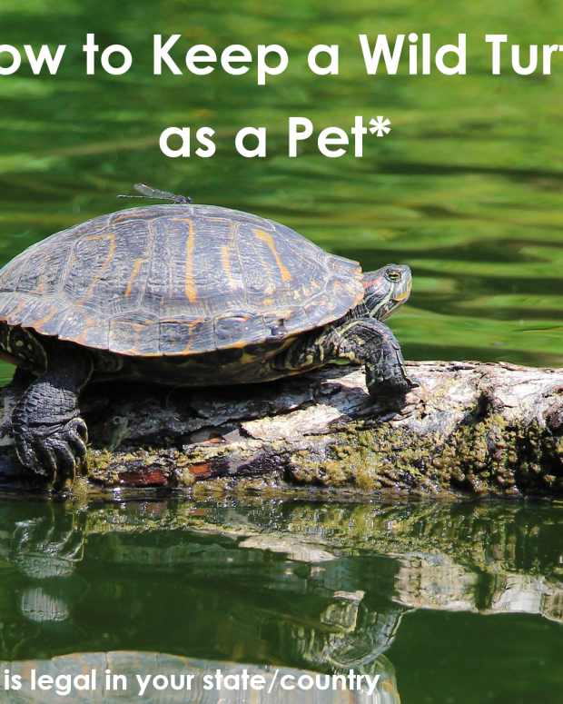 40 Awesome Pet Turtle Names PetHelpful By fellow animal lovers and