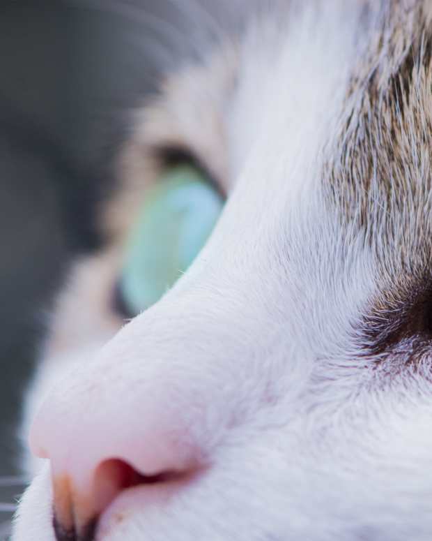 How to Treat Cat Abscesses at Home PetHelpful By fellow animal lovers and experts
