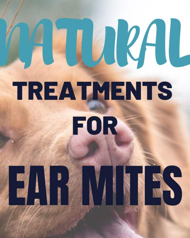 Hematoma Swollen Dog Ear Flap and How to Treat It PetHelpful By