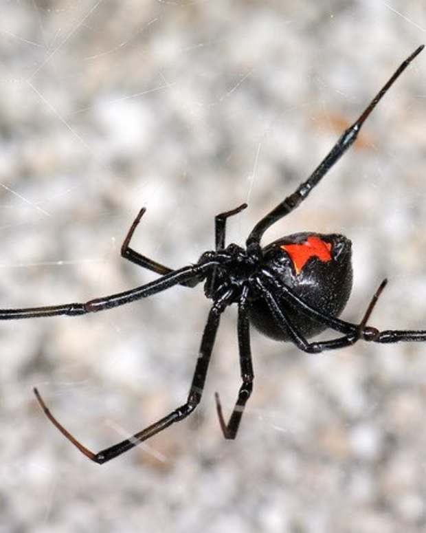 Poisonous Spiders in North Carolina Owlcation Education