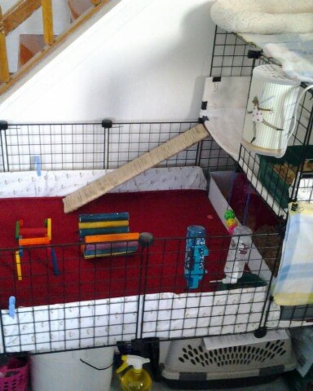 How to Build a C&C Guinea Pig Cage PetHelpful By fellow animal