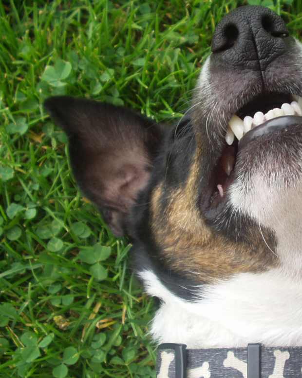 The Best Bones for Cleaning a Dog's Teeth PetHelpful By fellow