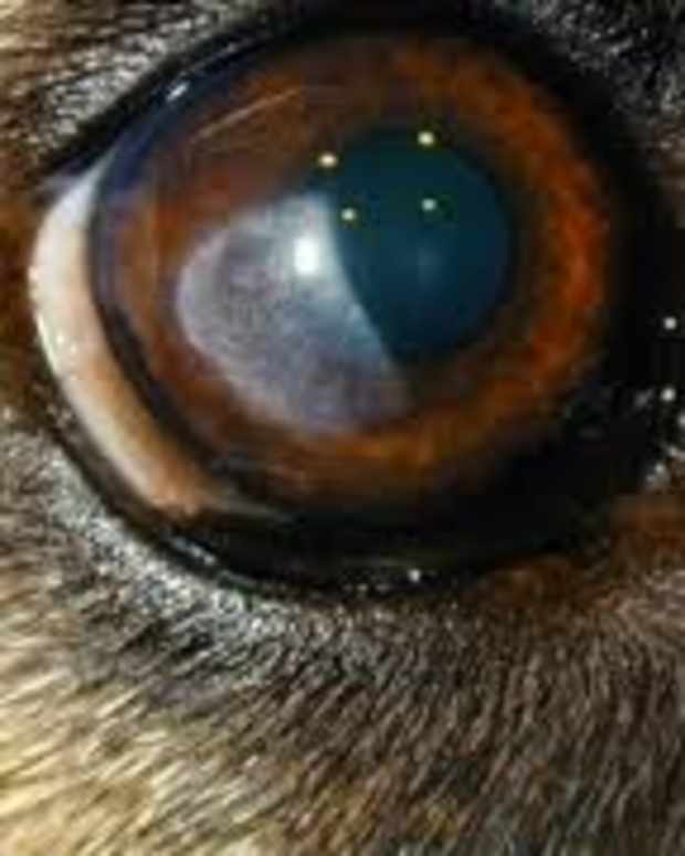 Diarrhea in Dogs Causes and Treatment PetHelpful By fellow animal