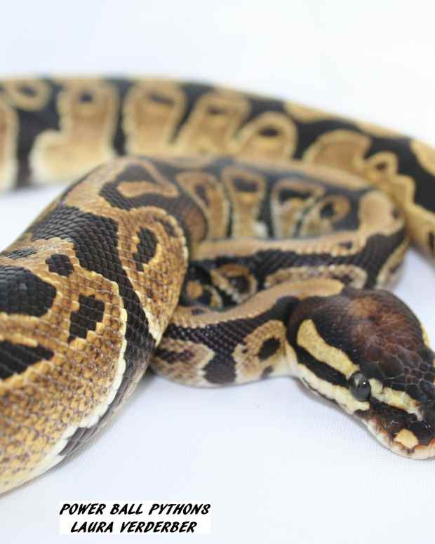 How to Set Up a Plastic Tub for Ball Pythons PetHelpful By fellow