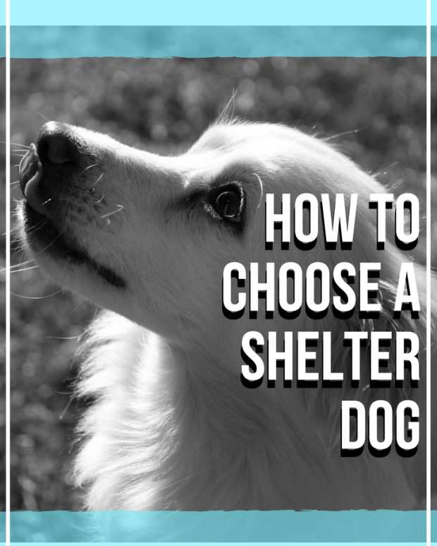 How to Successfully Adopt a Dog From a Rescue or a Shelter PetHelpful