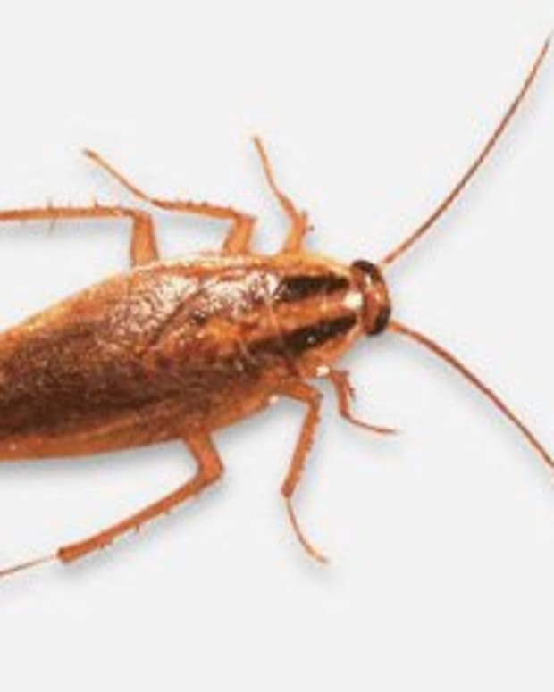 10 Ways to Keep Roaches out of the House Dengarden Home and Garden