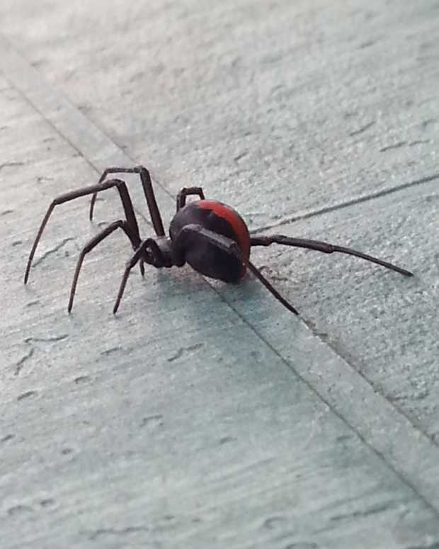 Bullseye Rashes Ringworm and Lyme Disease Differences and My Diagnosis