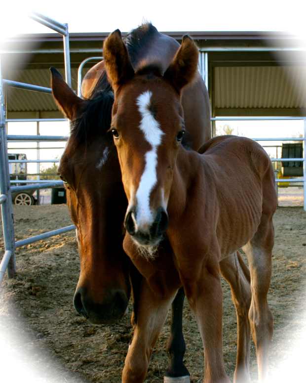 Stages of Pregnancy in a Mare and Foal Birth PetHelpful By fellow