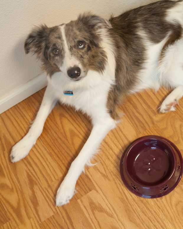 Why Is My Dog Vomiting Bile in the Morning? PetHelpful By fellow