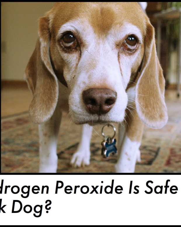 Can I Give My Dog Shots at Home or Should I Take Him to the Vet