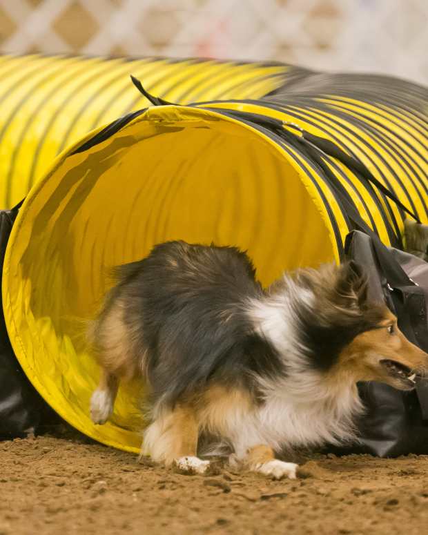 Why Do Some Dogs Have Extra Claws on Their Hind Feet? PetHelpful By