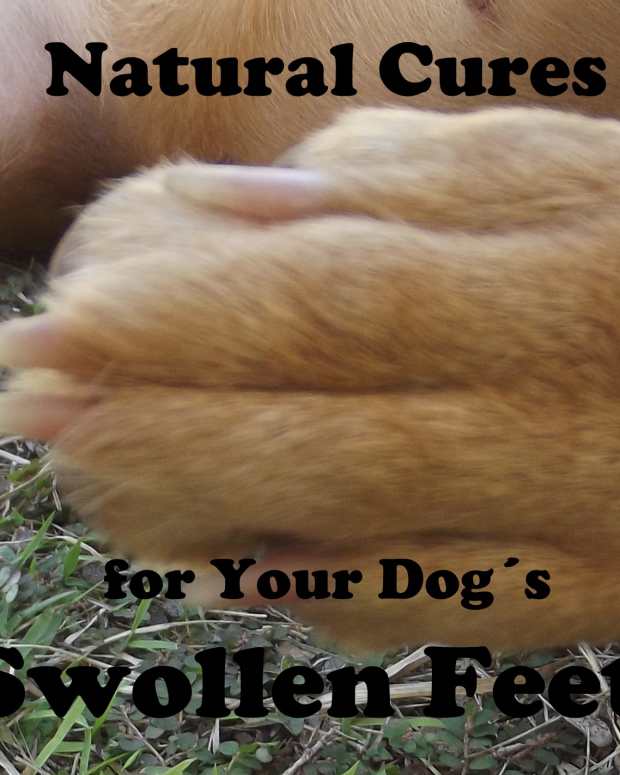 Hematoma Swollen Dog Ear Flap and How to Treat It PetHelpful By fellow animal lovers and