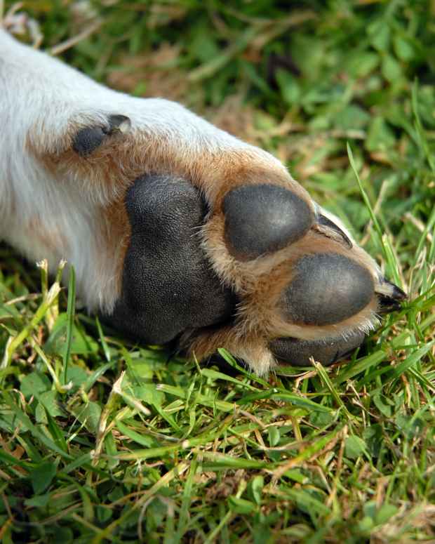Causes of Cracked Paw Pads in Dogs PetHelpful By fellow animal