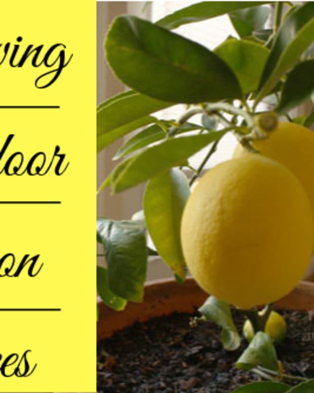 How to Grow a Meyer Lemon Tree Indoors or Outdoors Dengarden Home