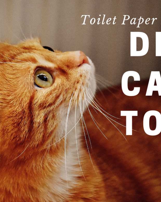 How to Make Free Ring Cat Toys Out of Toilet Paper Rolls PetHelpful