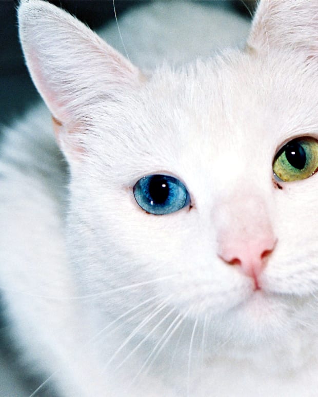 Home Remedies for Cat Eye Problems - PetHelpful - By fellow animal ...