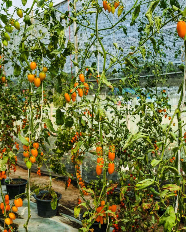 When and How to Transplant Tomato Plants Dengarden Home and Garden