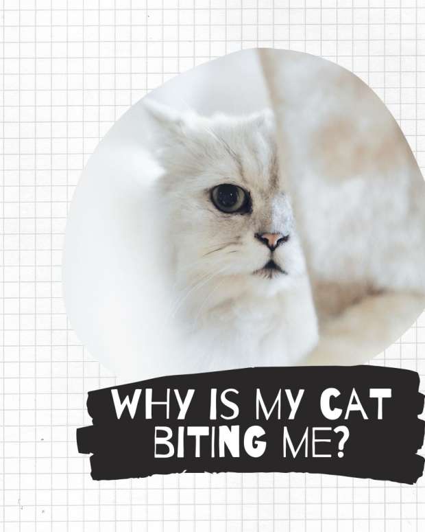 5 Reasons Why Cats Lick Their Owners PetHelpful By fellow animal