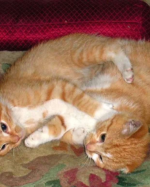 View My Cats Playing Or Fighting Photos See more ideas about pets