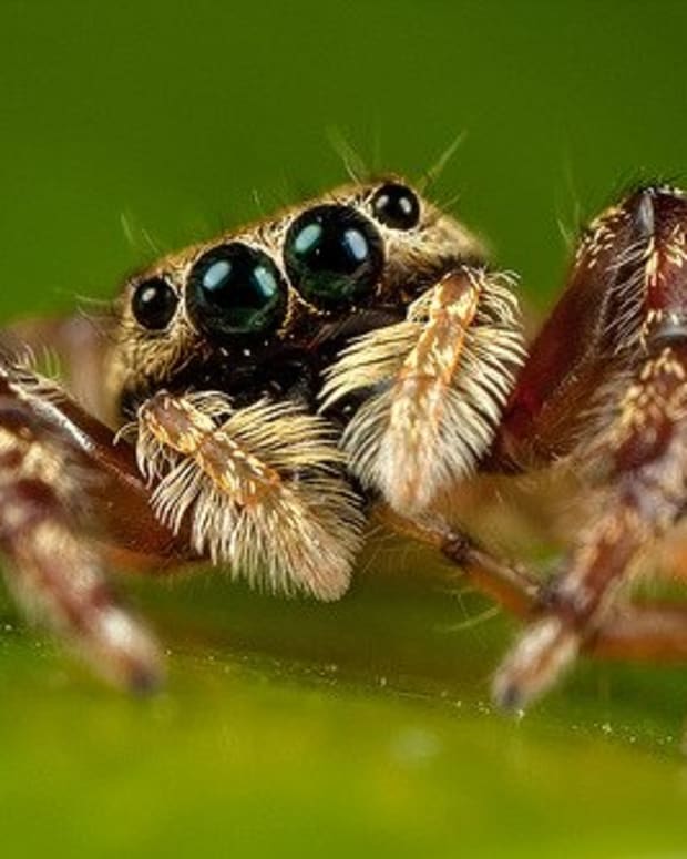 How Many Eyes Does a Spider Have? What Do Spider Eyes Look Like? Owlcation Education
