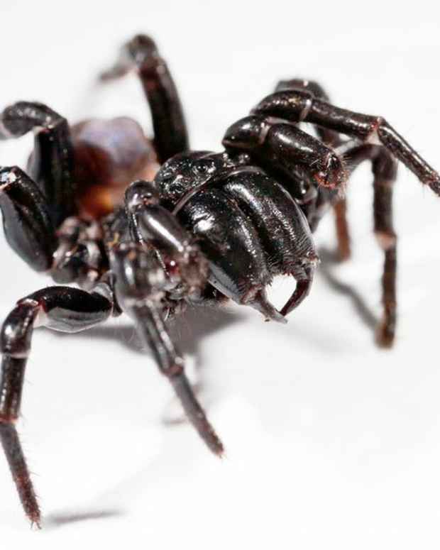 The Portia Jumping Spider An Intelligent, Patient Stalker Owlcation