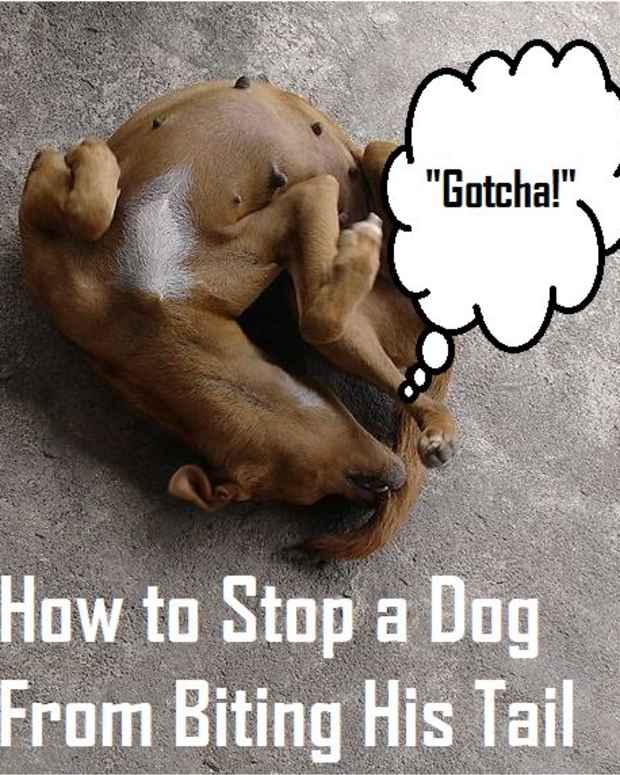 The Truth About Dog Tail Docking PetHelpful By fellow animal lovers