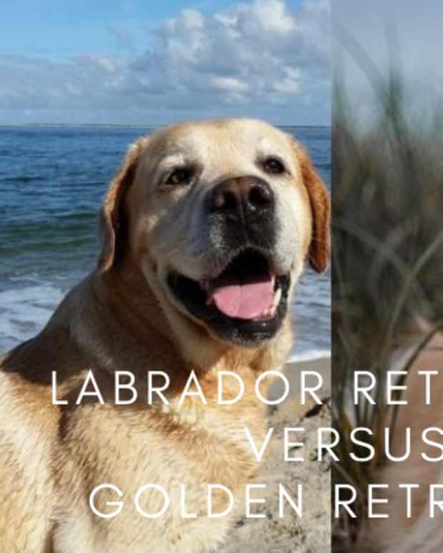 Things You Should Know About Owning a Golden Retriever PetHelpful