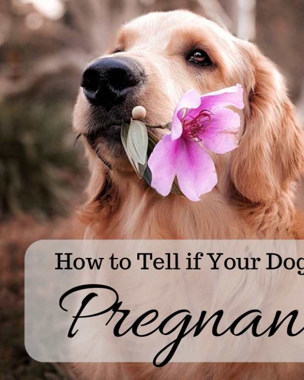 How Long Is Canine Gestation? Signs and Stages of Dog Pregnancy