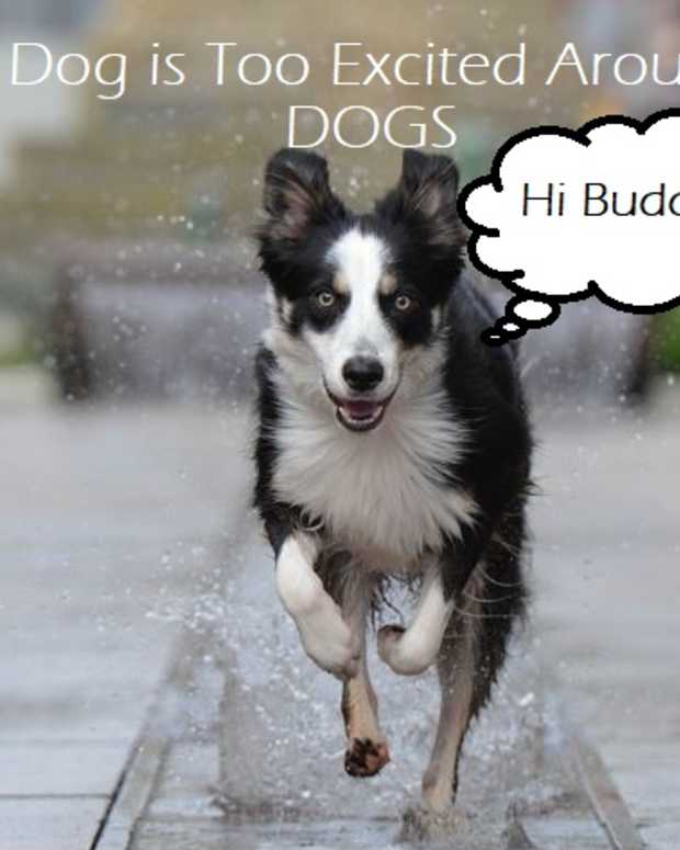 How to Walk an Overexcited Dog on a Leash PetHelpful By fellow