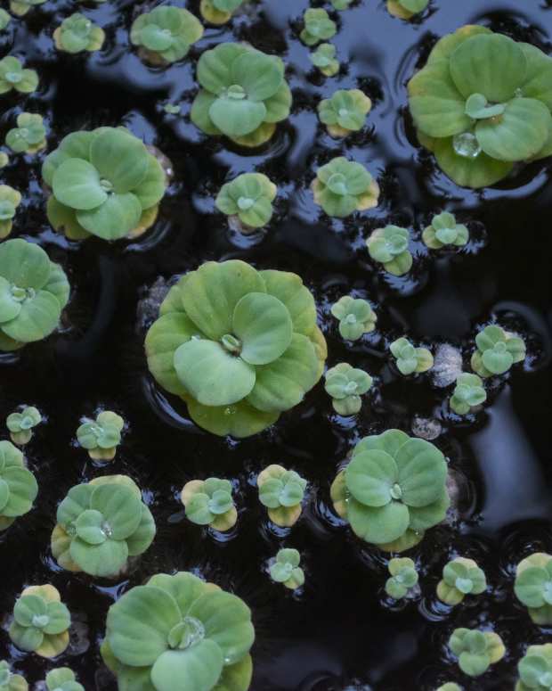 LowLight Aquarium Plants for Beginners PetHelpful By fellow animal