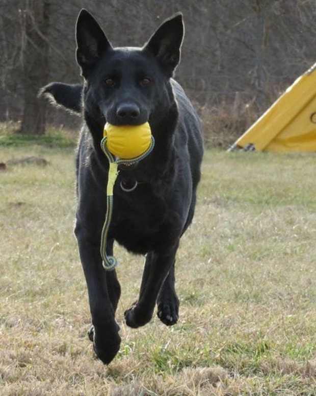 How to Train a Dog for Personal Protection PetHelpful By fellow