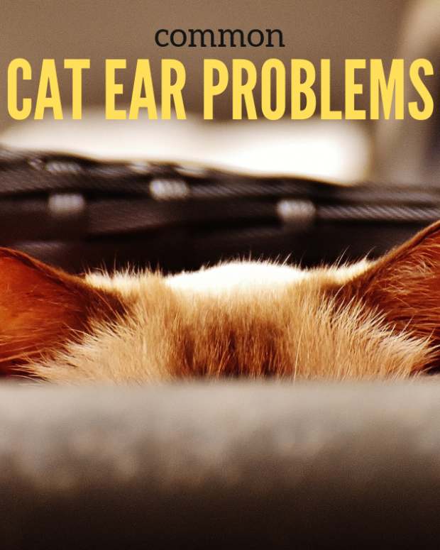 What Causes Cloudy Eyes in Cats? PetHelpful By fellow animal lovers and experts