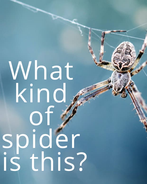 How Many Eyes Does a Spider Have? What Do Spider Eyes Look Like? Owlcation Education