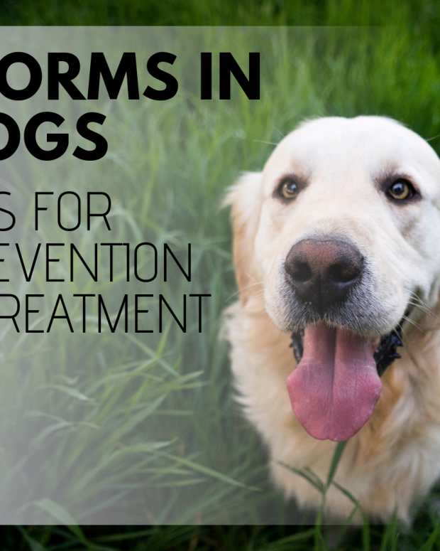 How to Tell If Your Dog Has Worms PetHelpful By fellow animal