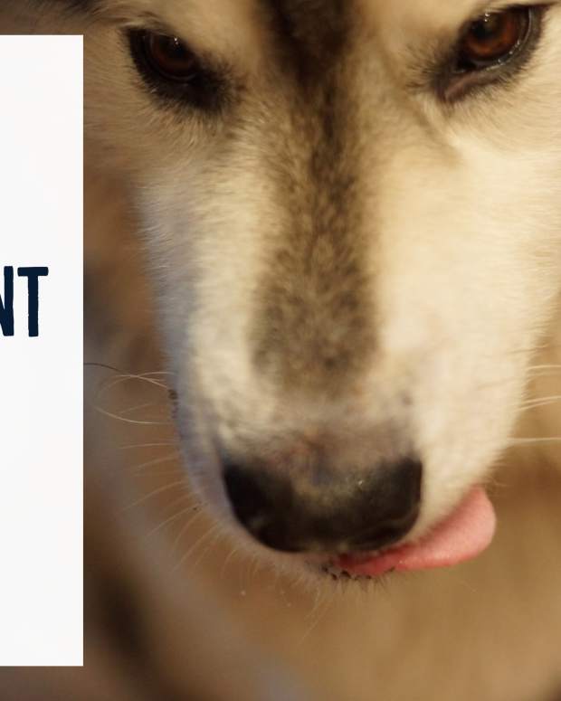 List 95+ Pictures why is my dog pawing at his mouth Completed