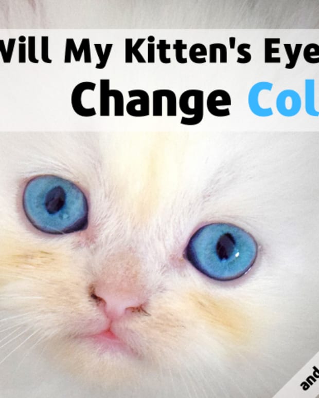How to Clean Kitten Eyes That Are Matted Shut - PetHelpful - By fellow ...