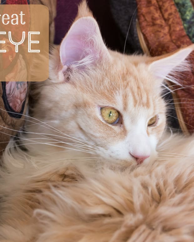 How to Treat Cat Abscesses at Home PetHelpful By fellow animal